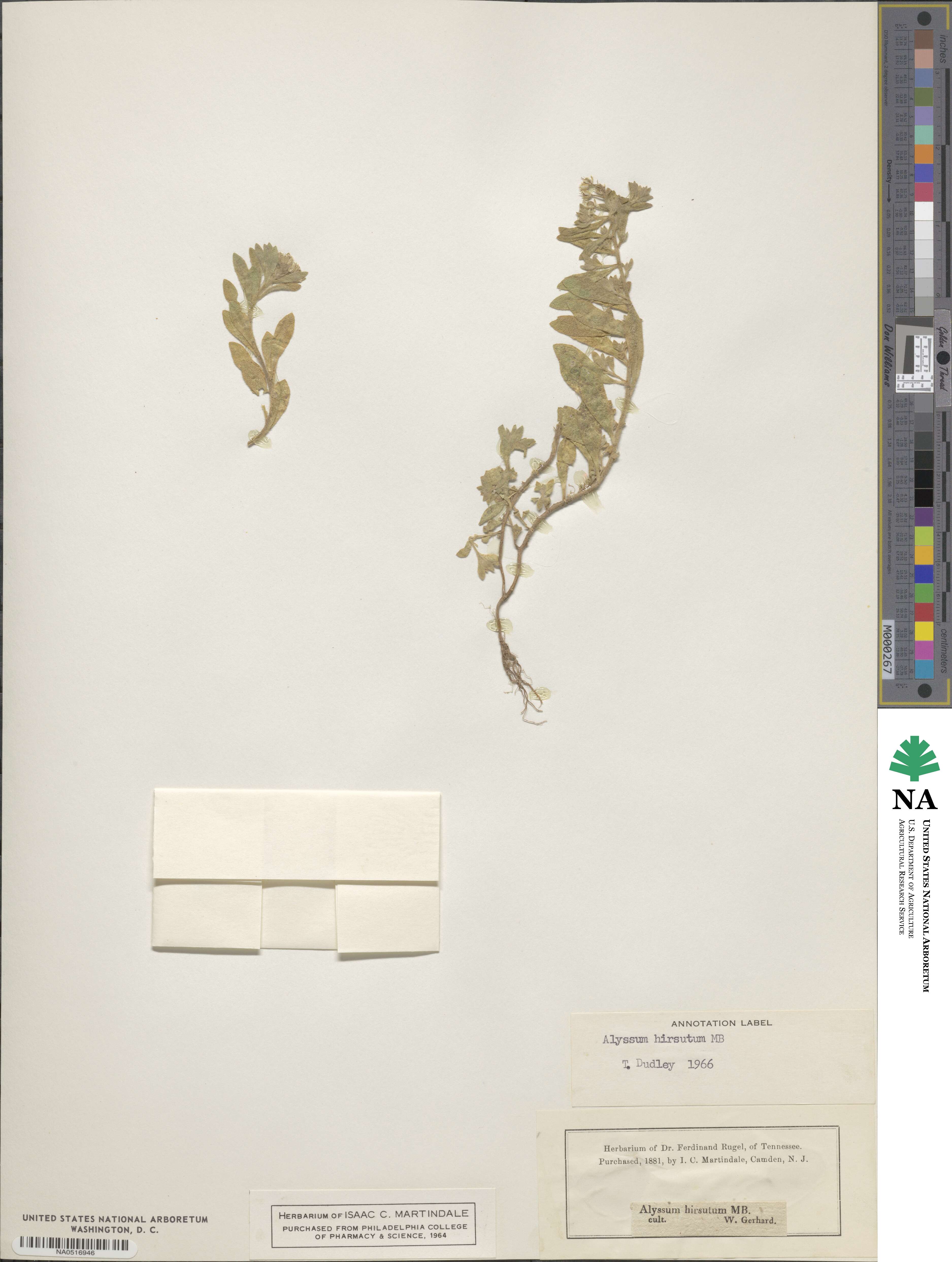 Alyssum hirsutum image