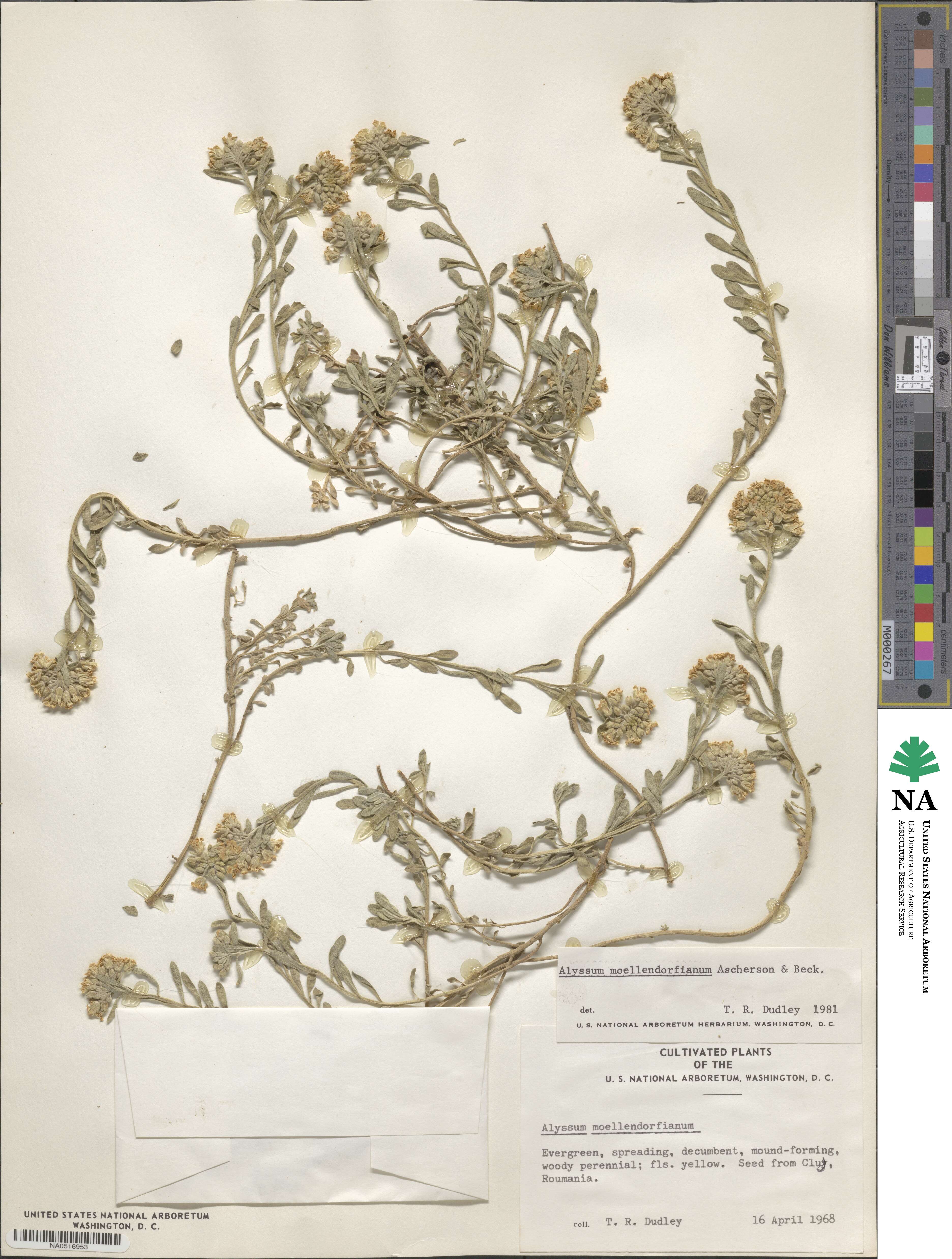 Alyssum moellendorfianum image