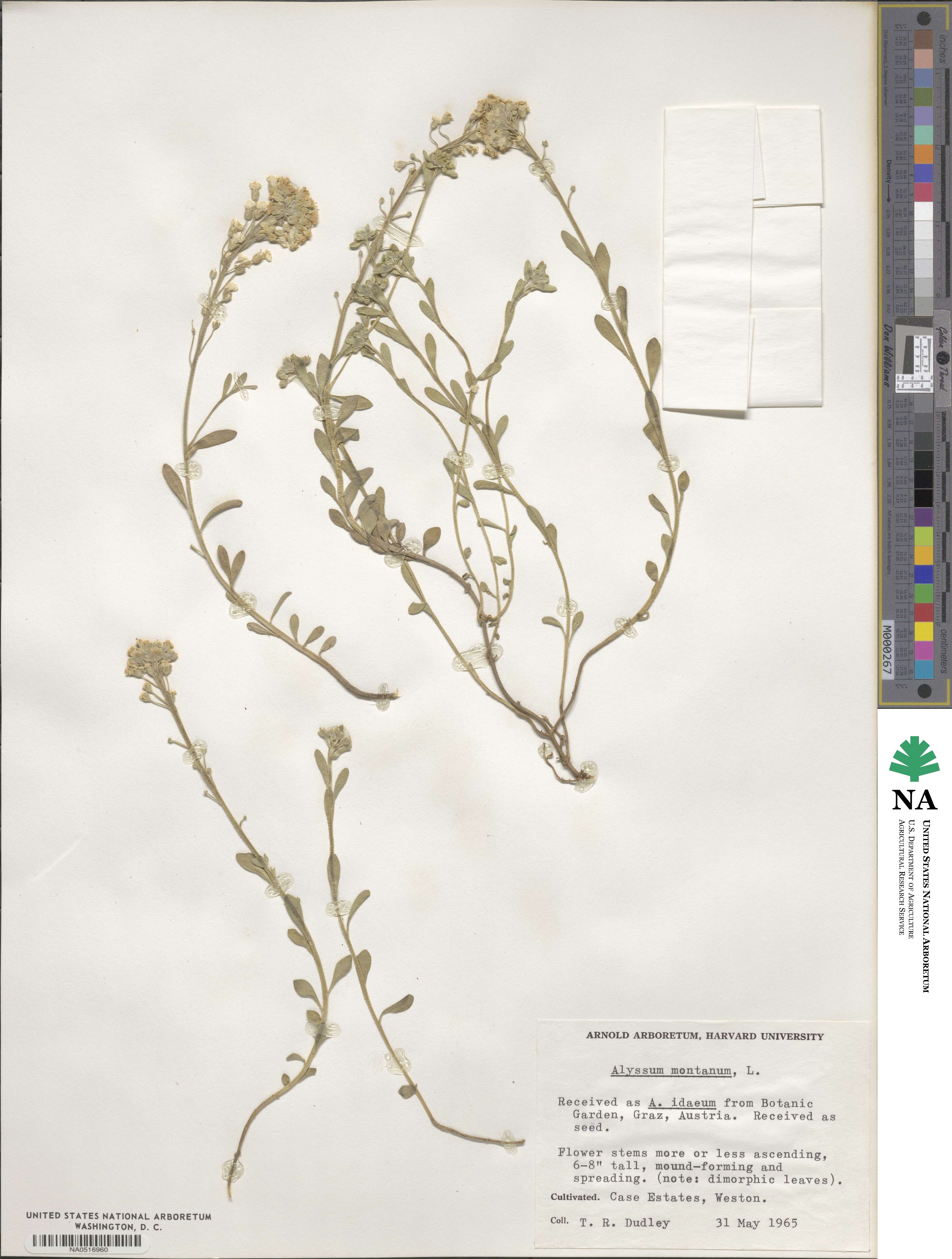 Alyssum montanum image