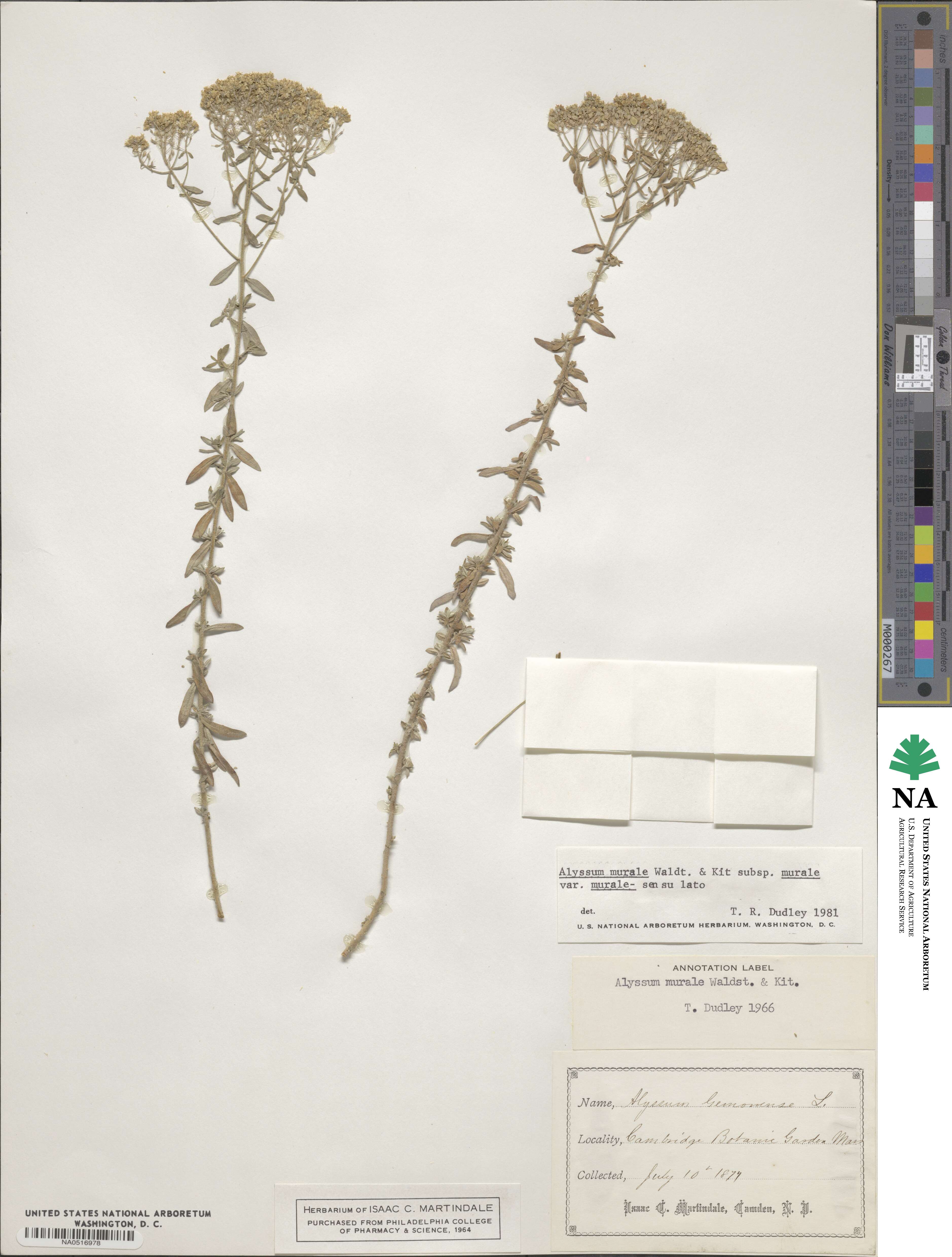 Alyssum murale image