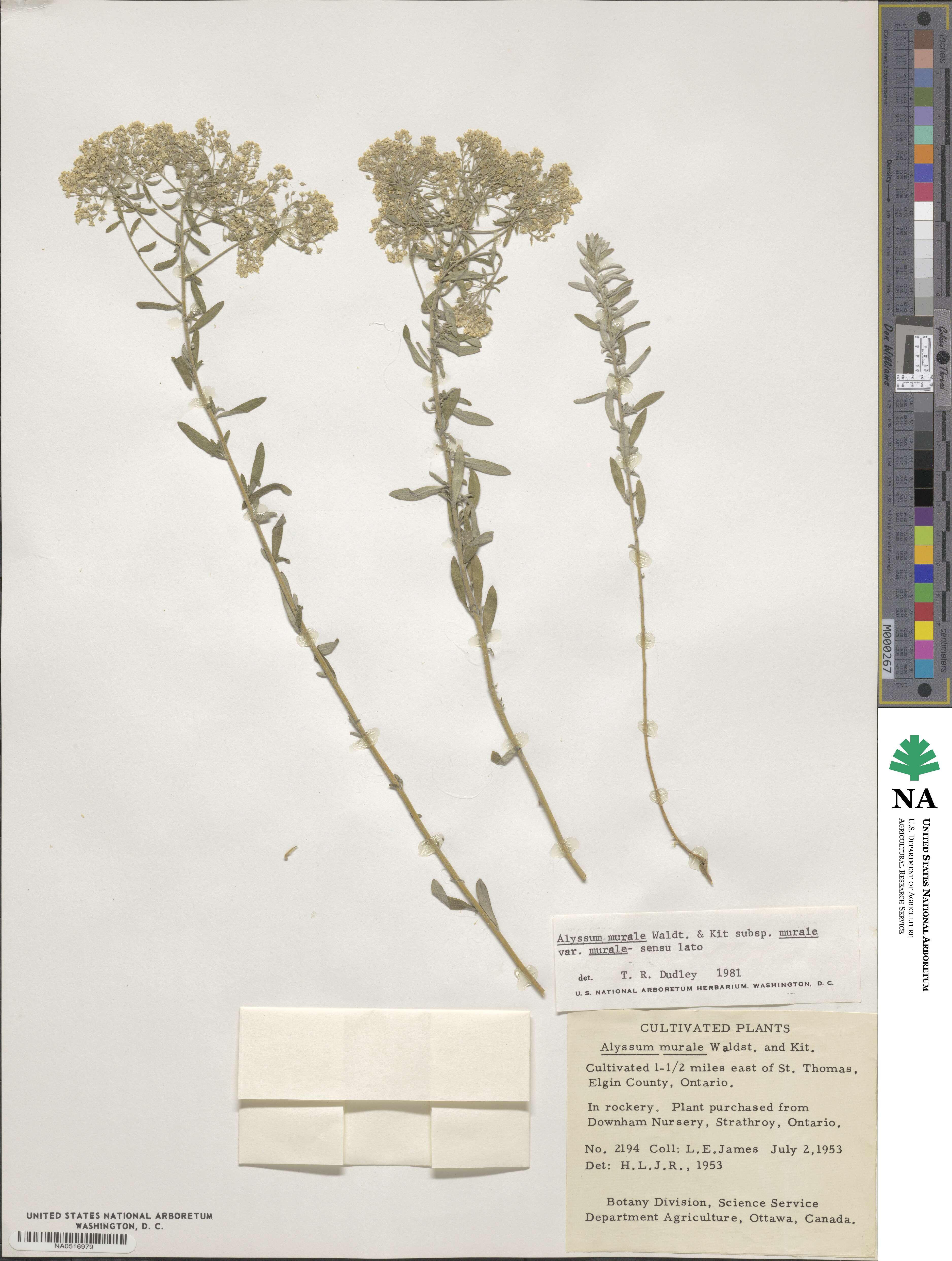 Alyssum murale image
