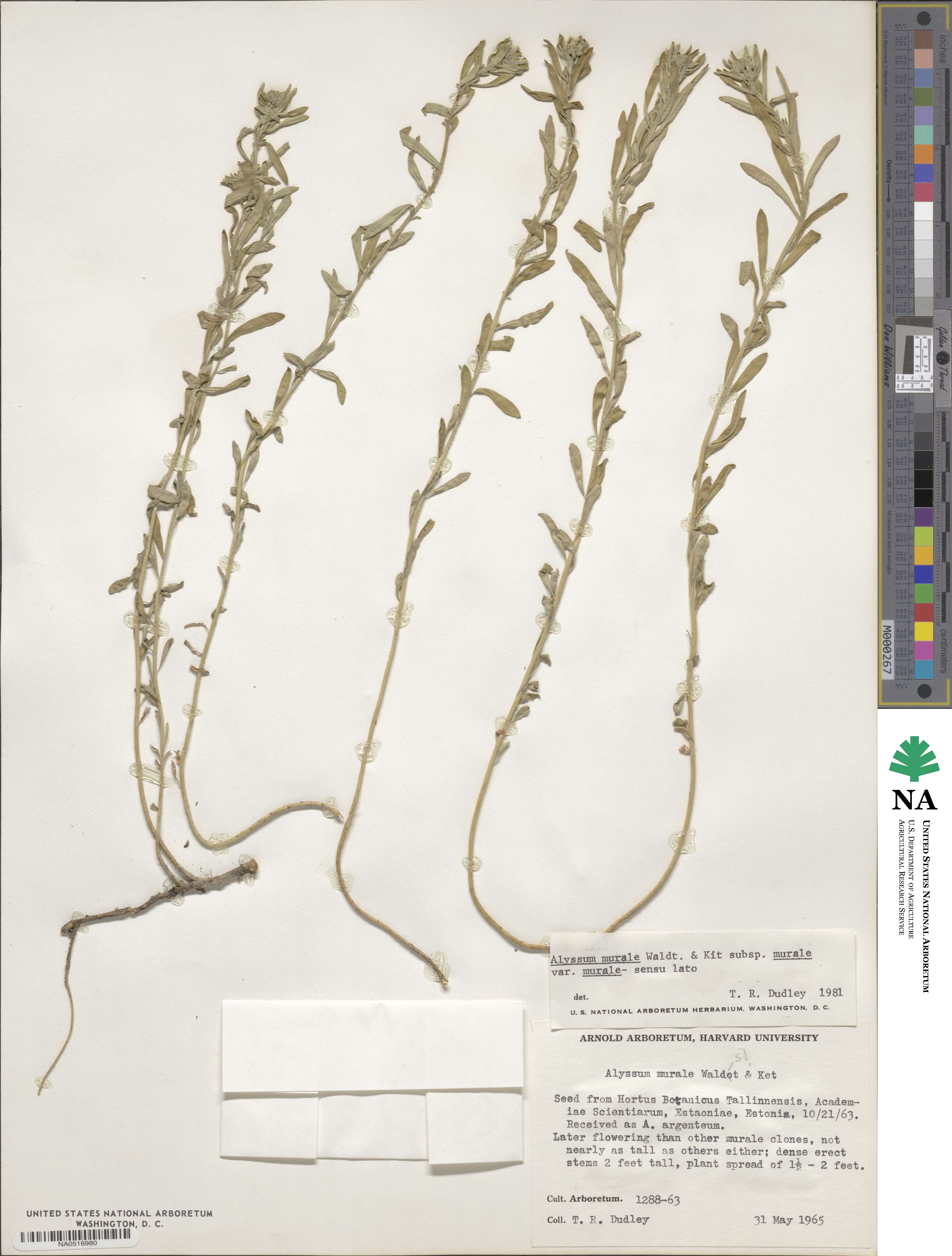 Alyssum murale image