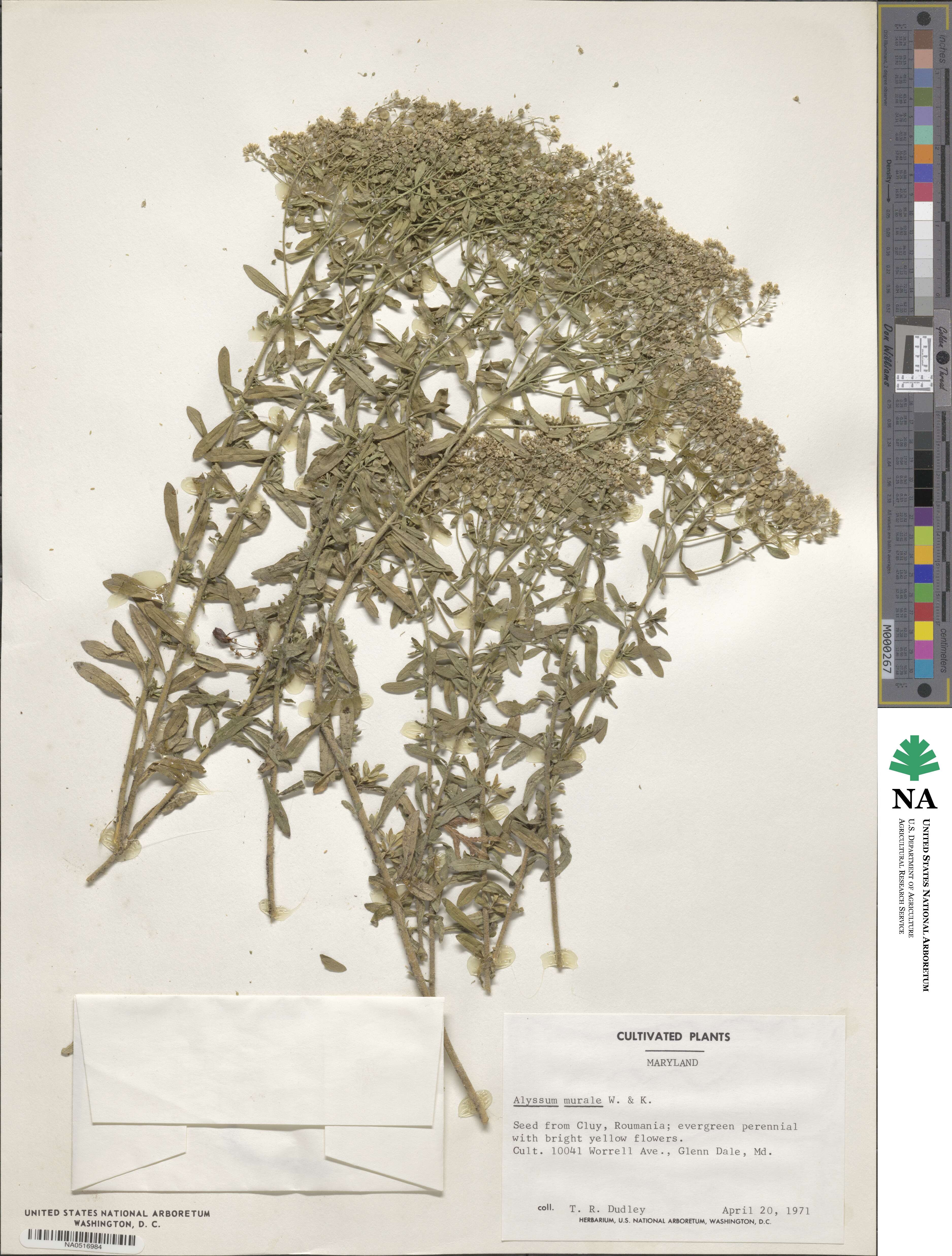 Alyssum murale image