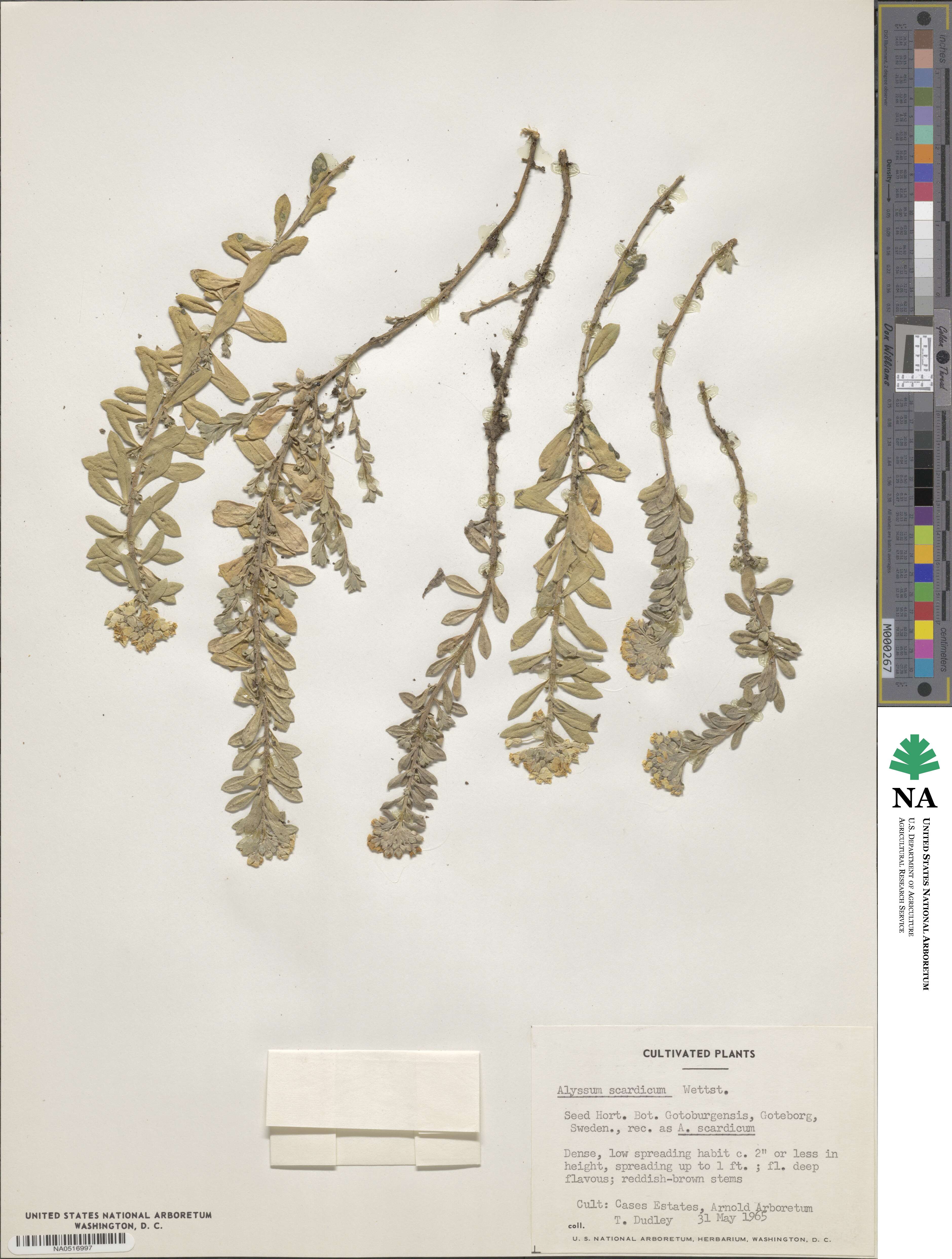 Alyssum pirinicum image