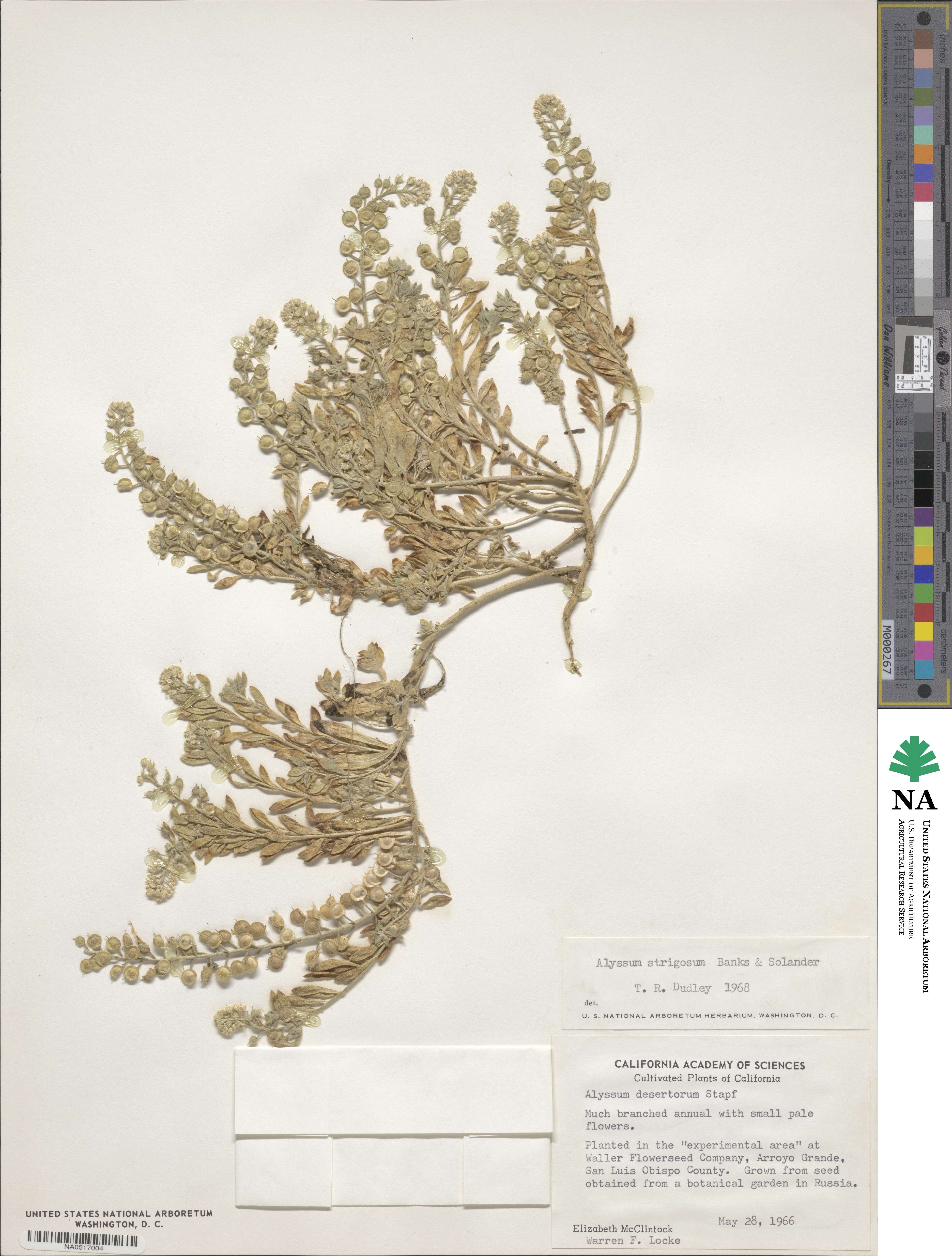 Alyssum strigosum image