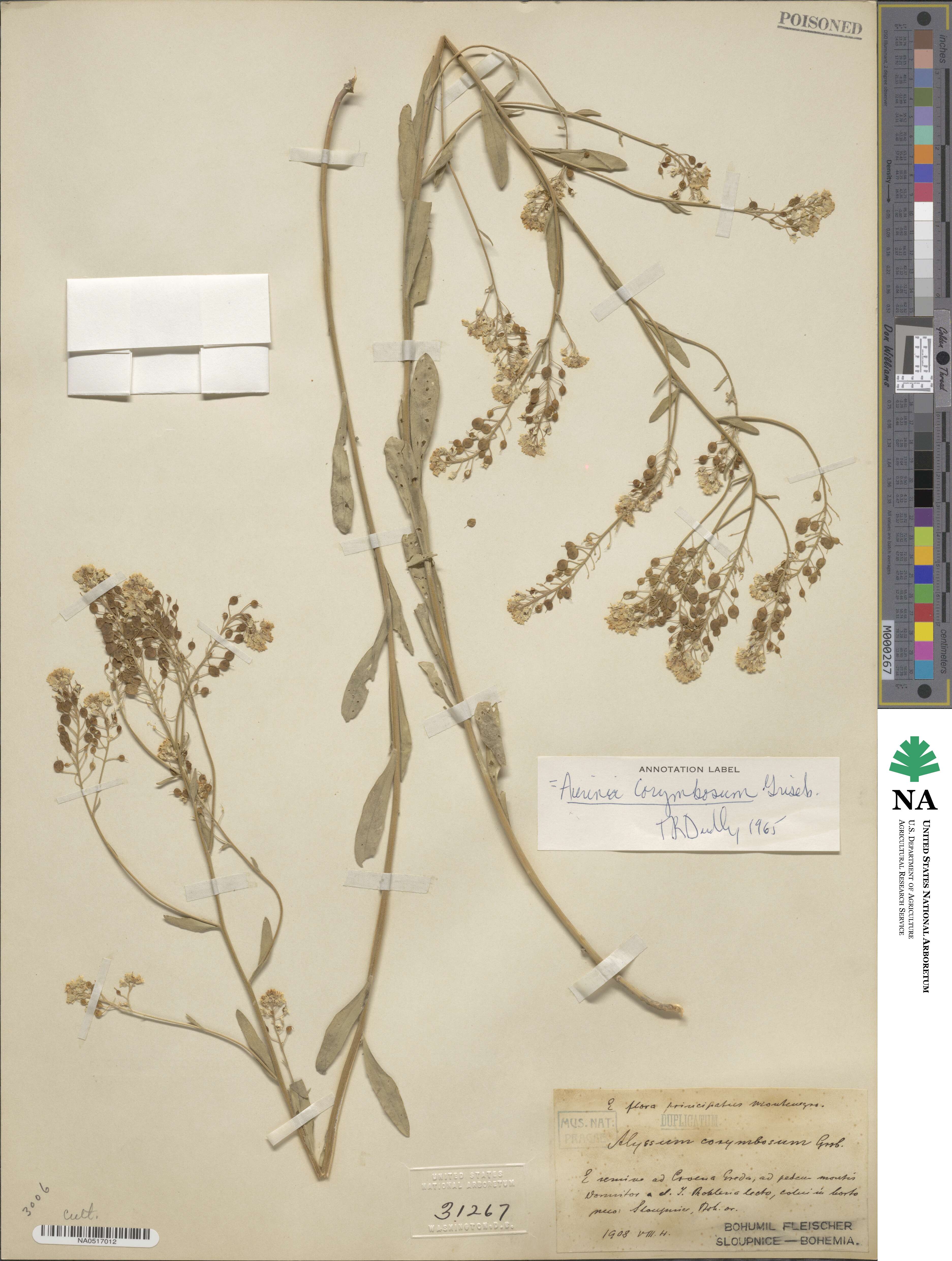 Aurinia corymbosa image