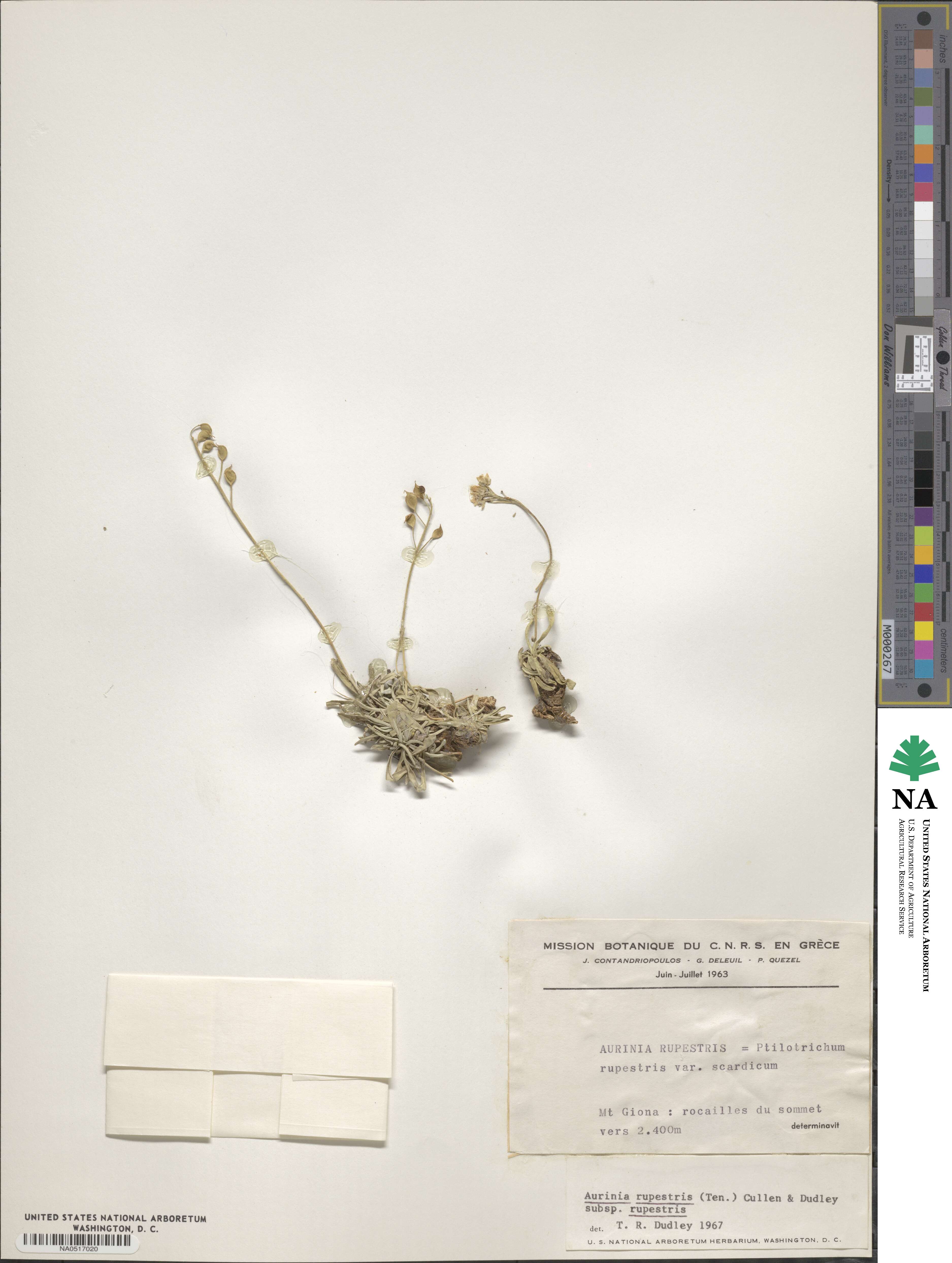 Phyllolepidium image