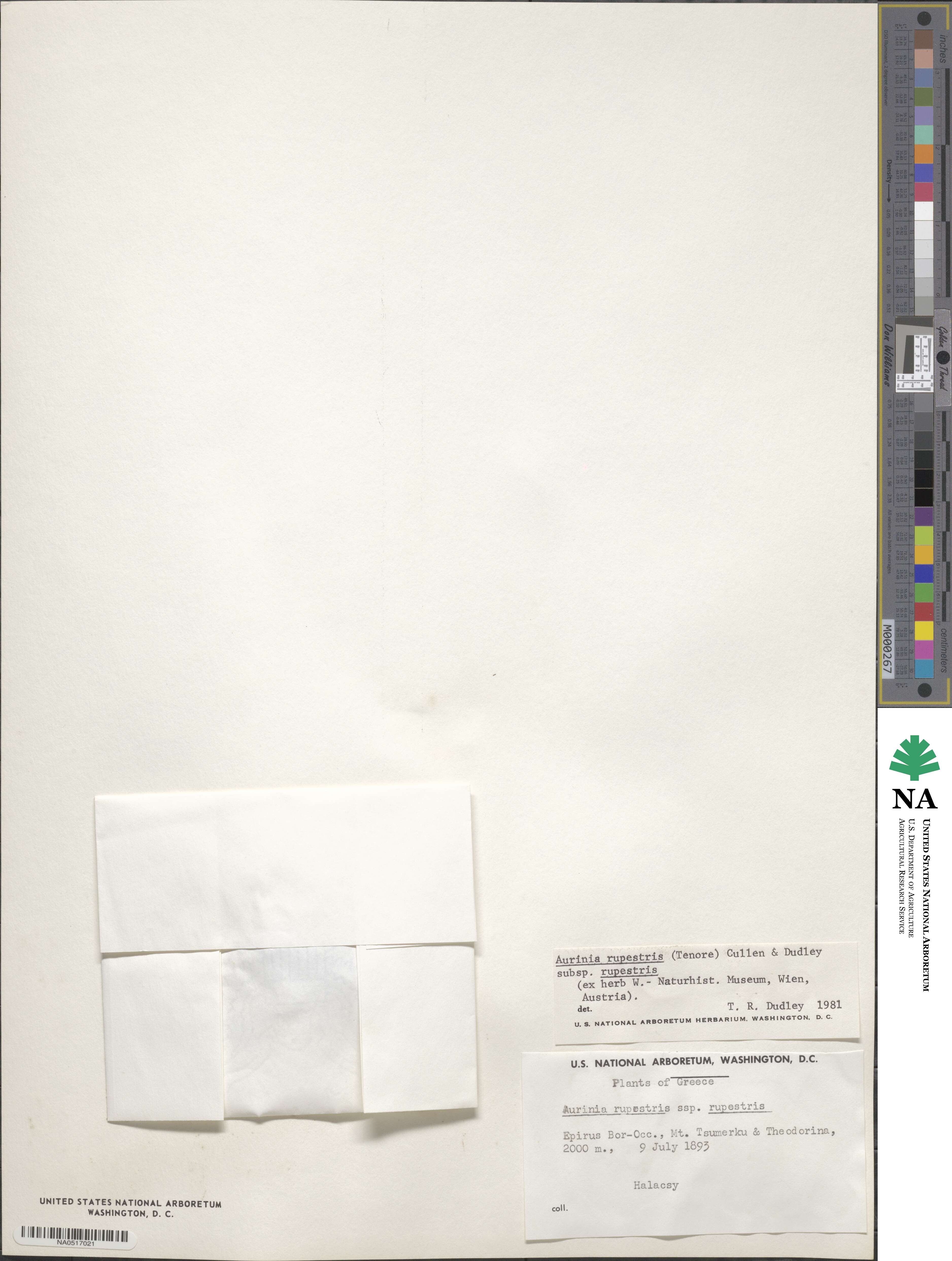 Phyllolepidium rupestre image
