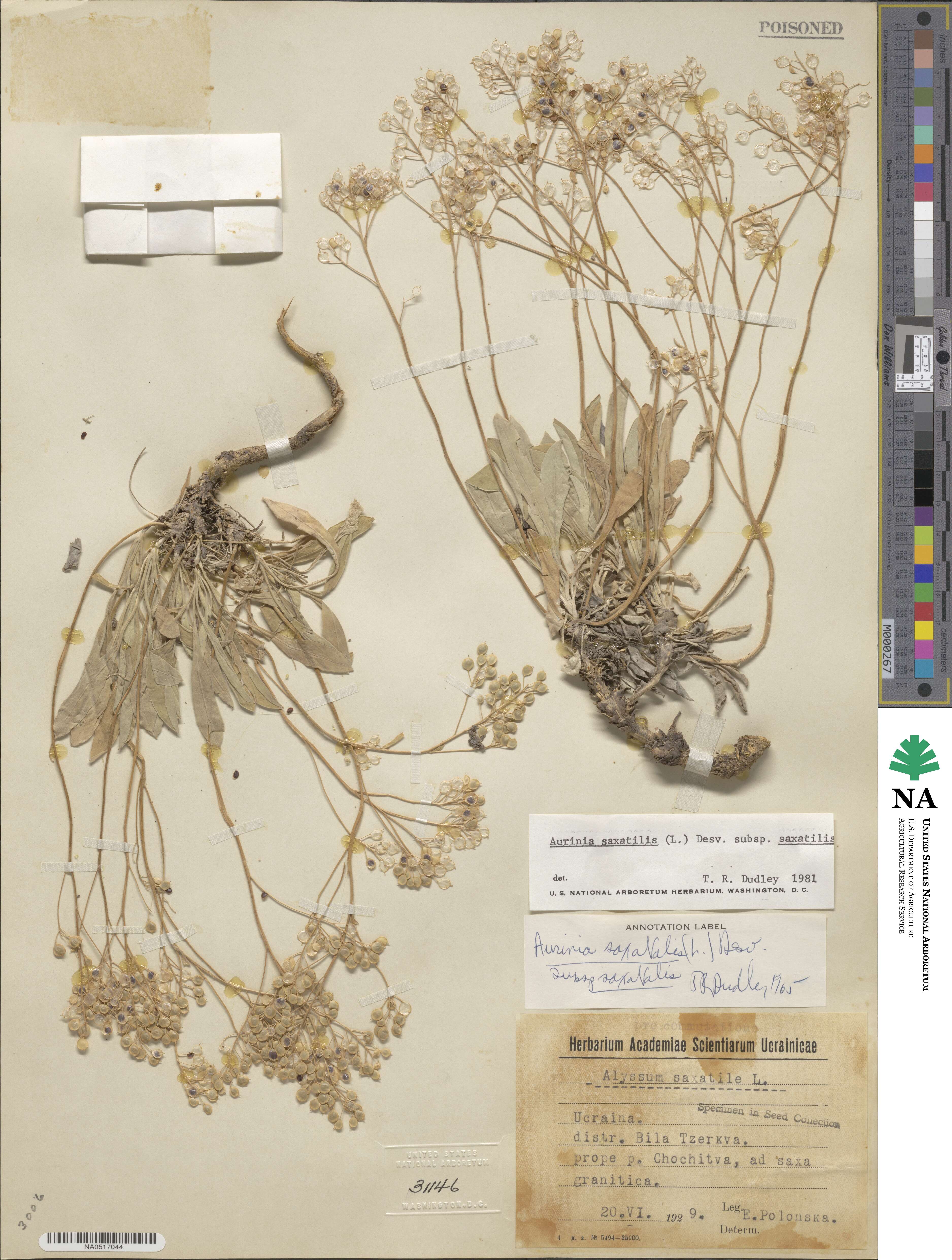 Aurinia saxatilis image