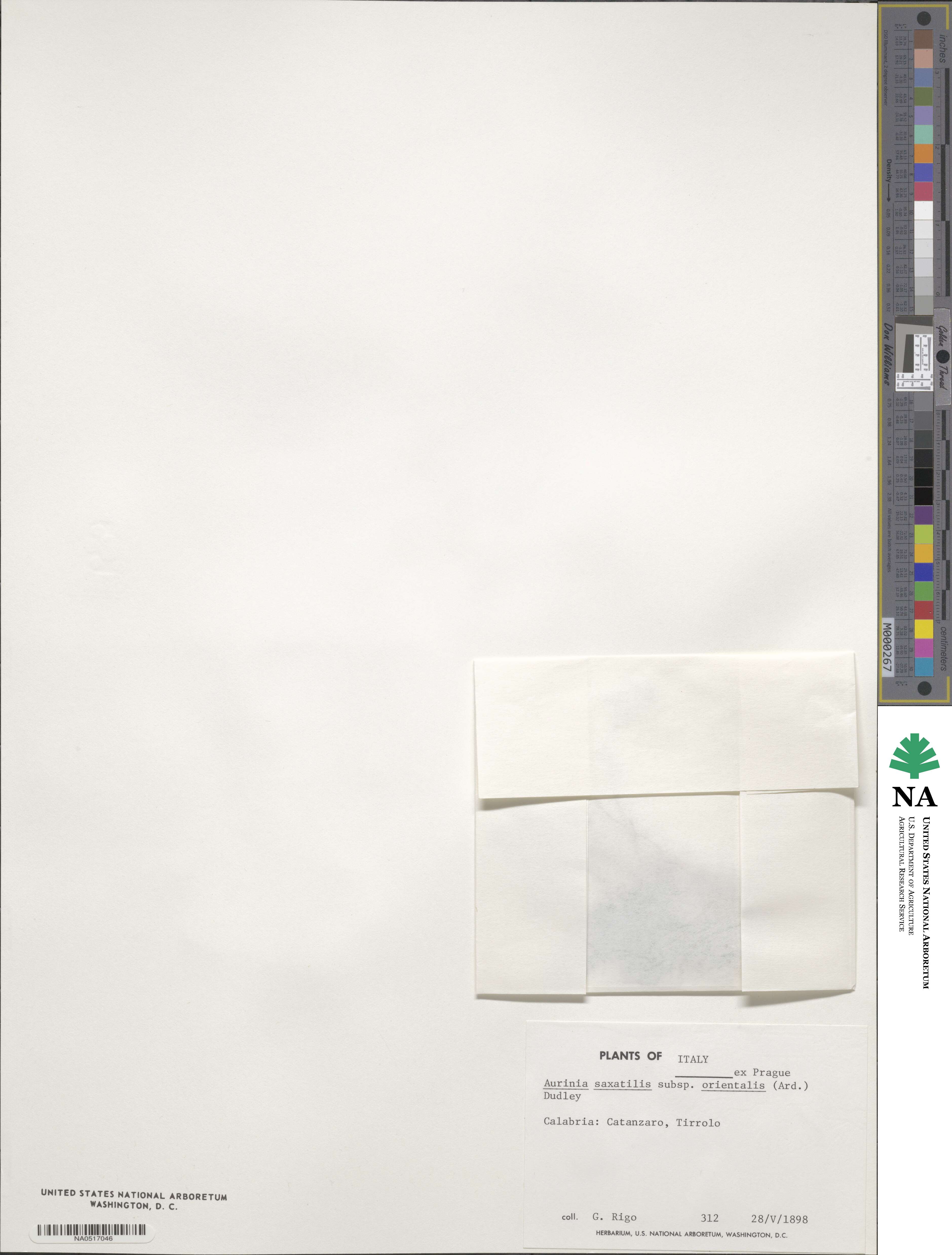 Aurinia saxatilis subsp. orientalis image