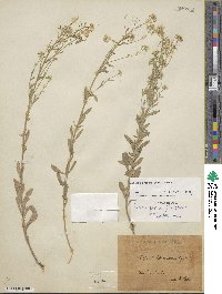 Aurinia petraea image