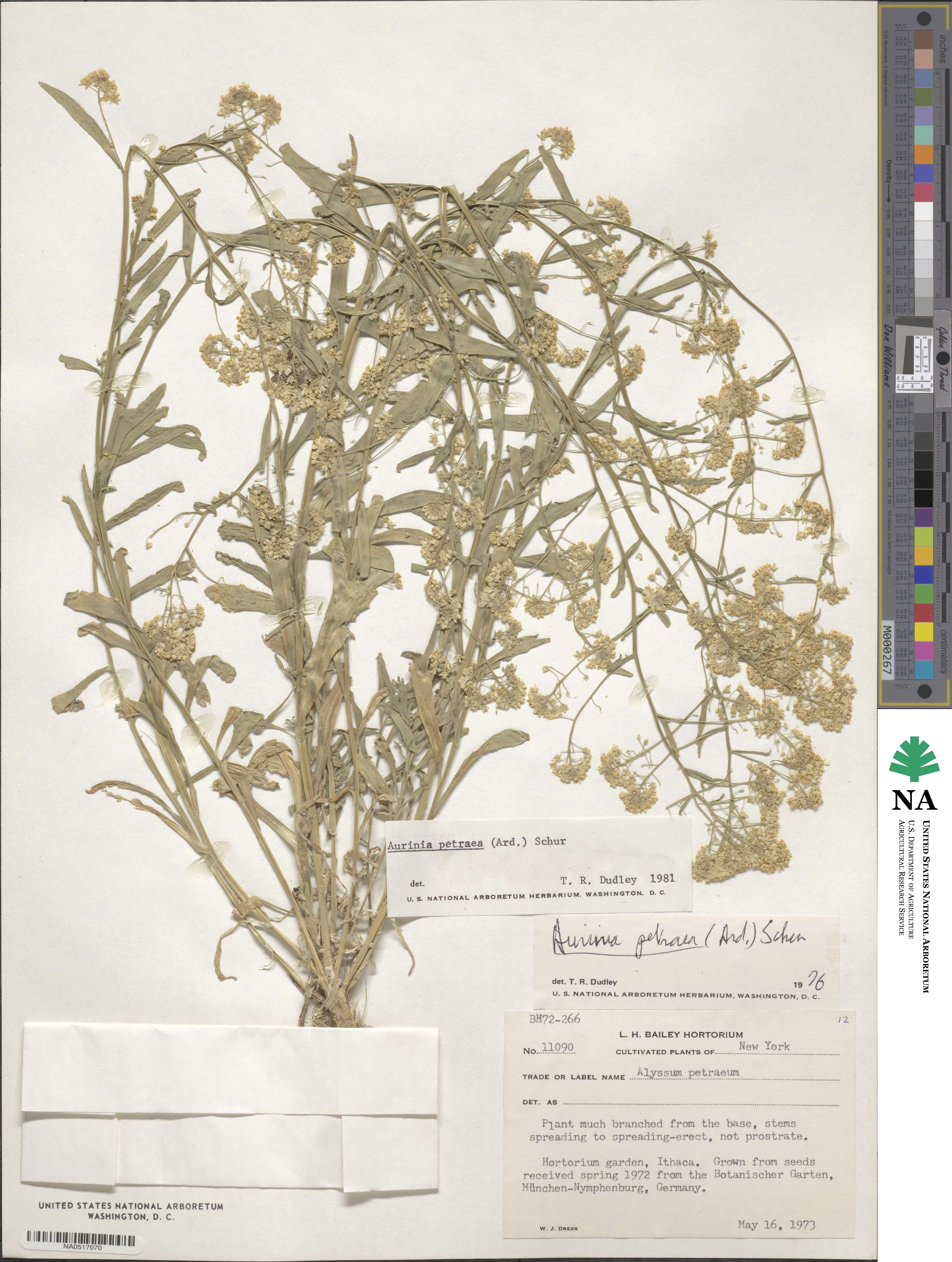 Aurinia petraea image