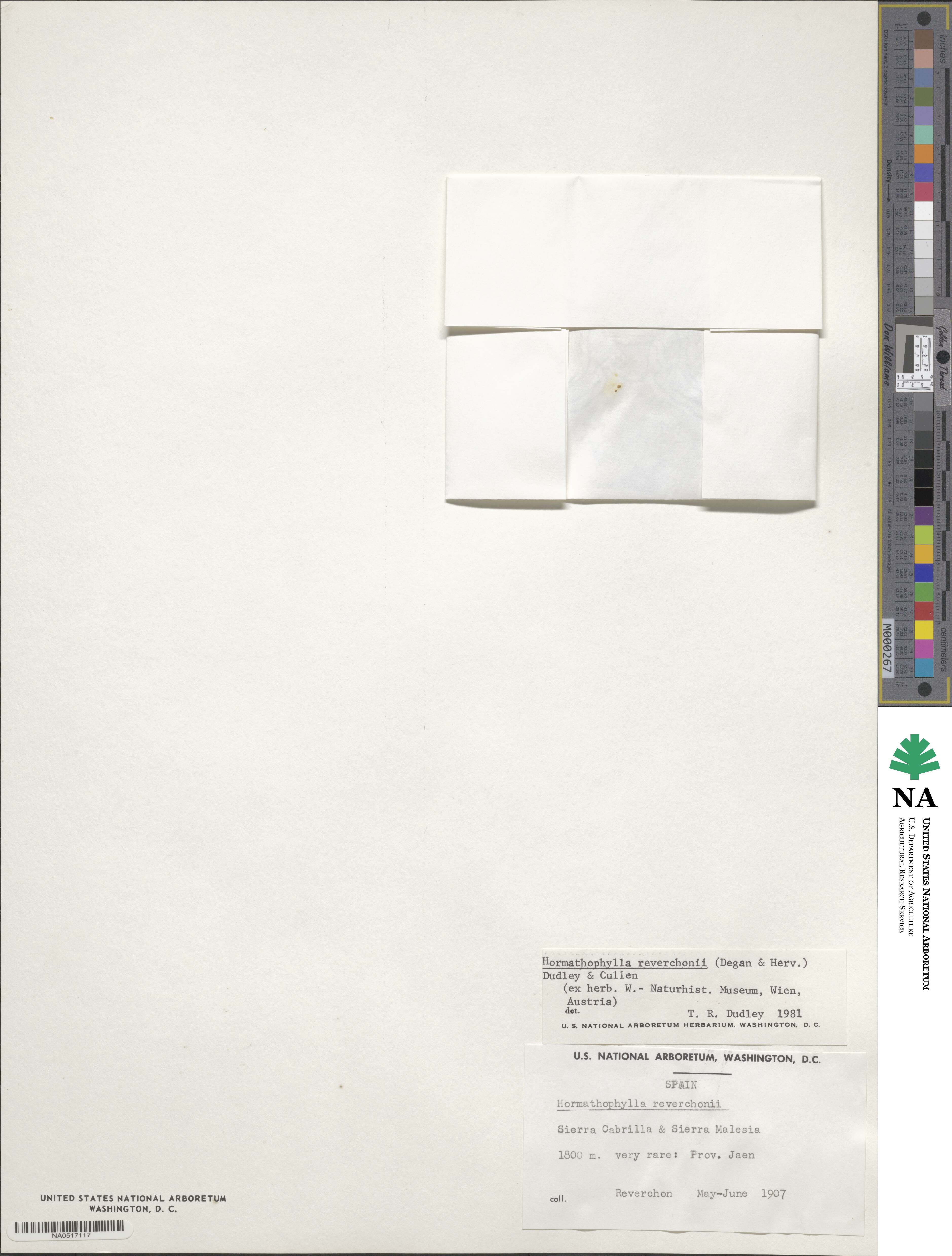 Hormathophylla image