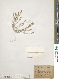 Clypeola jonthlaspi image
