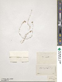 Clypeola jonthlaspi image