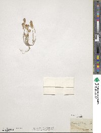 Clypeola jonthlaspi image