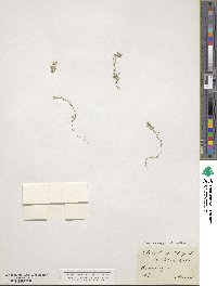 Clypeola jonthlaspi image