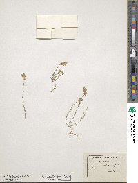 Clypeola jonthlaspi image