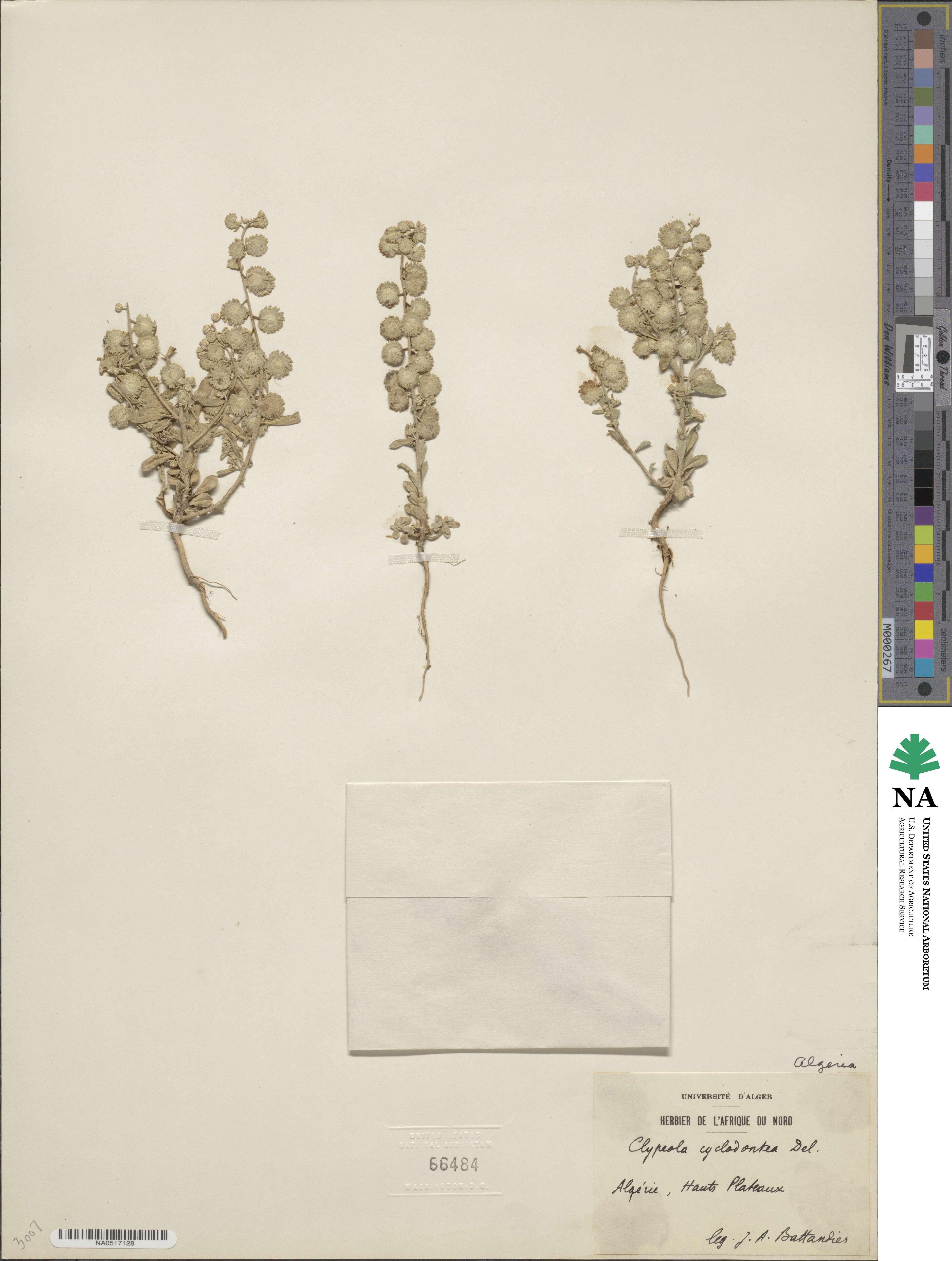Clypeola cyclodontea image