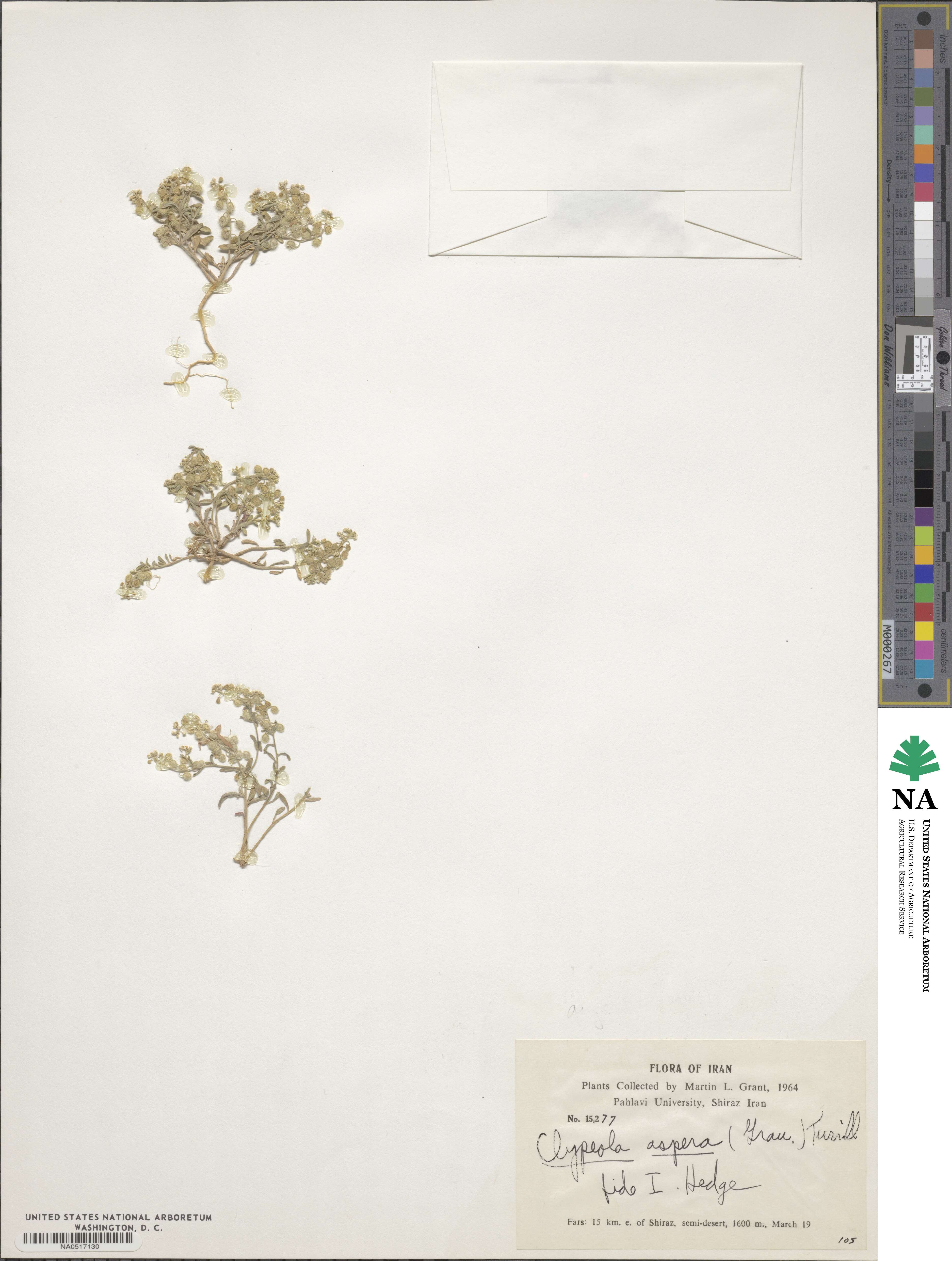 Clypeola aspera image