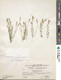 Clypeola jonthlaspi image