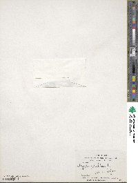 Clypeola jonthlaspi image