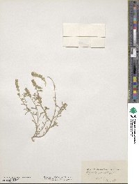 Clypeola jonthlaspi image