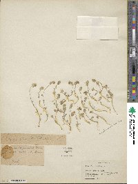 Clypeola jonthlaspi image