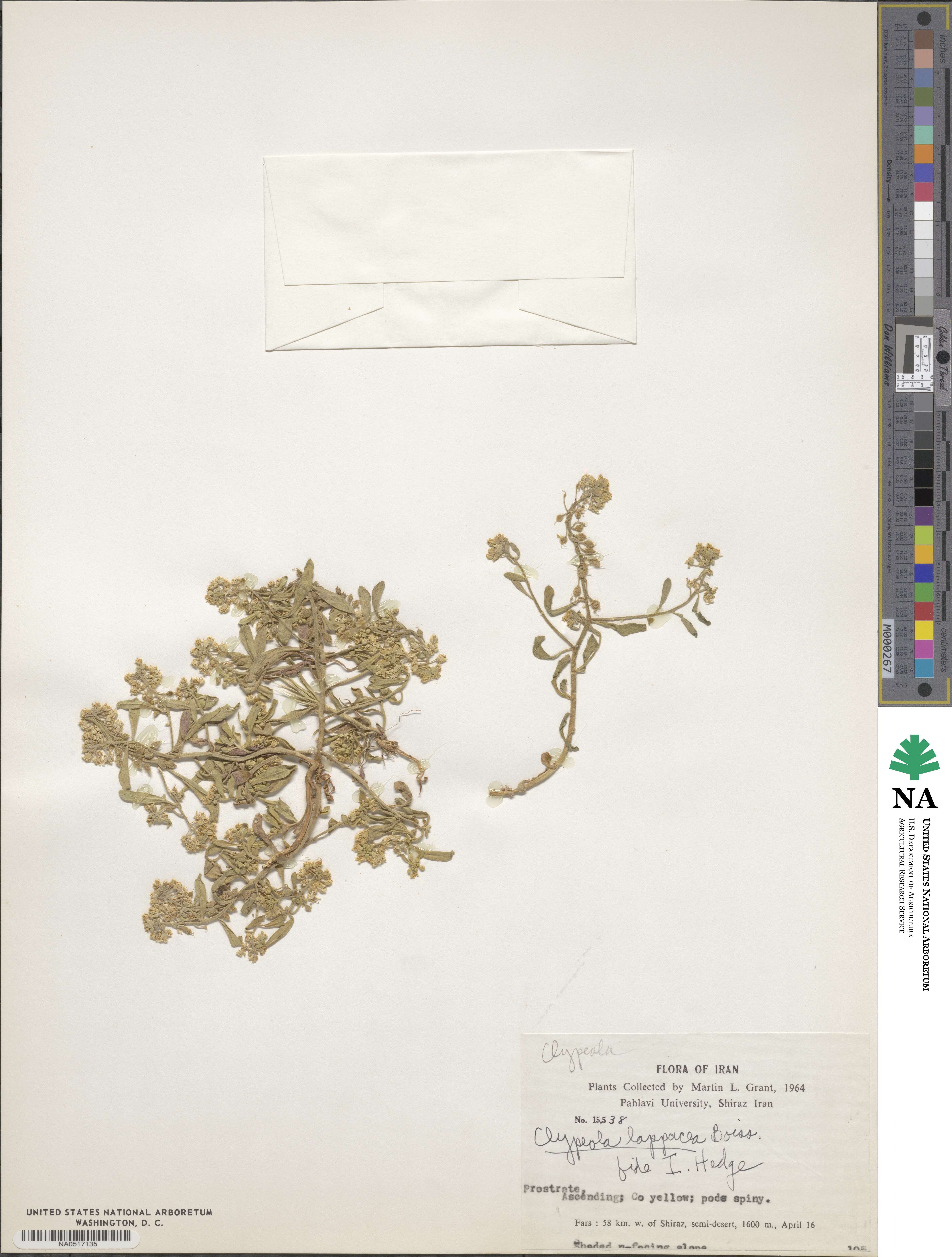 Clypeola lappacea image