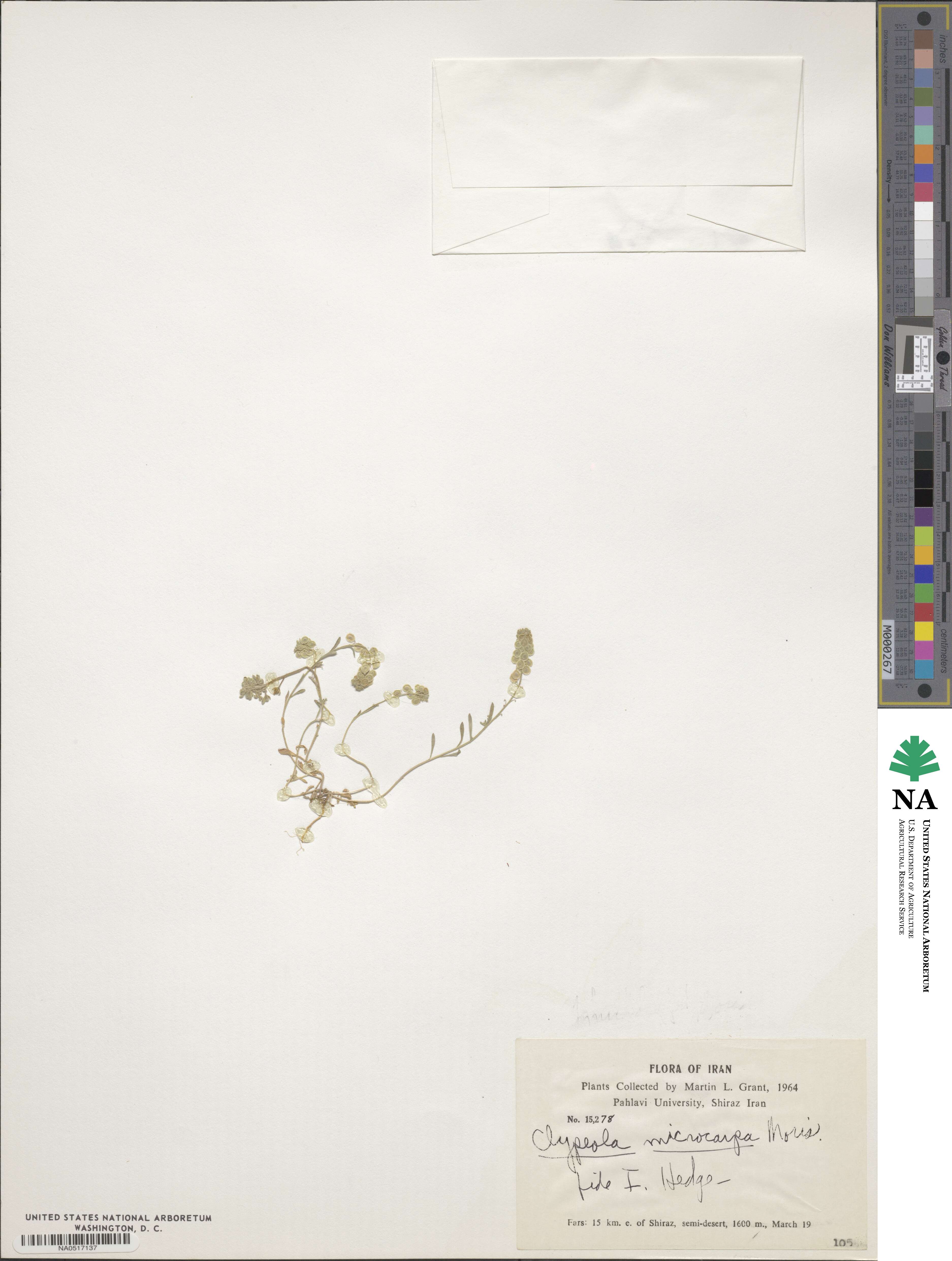 Clypeola jonthlaspi image