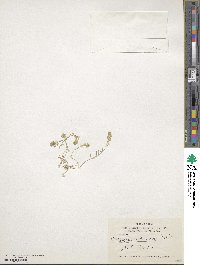 Clypeola jonthlaspi image