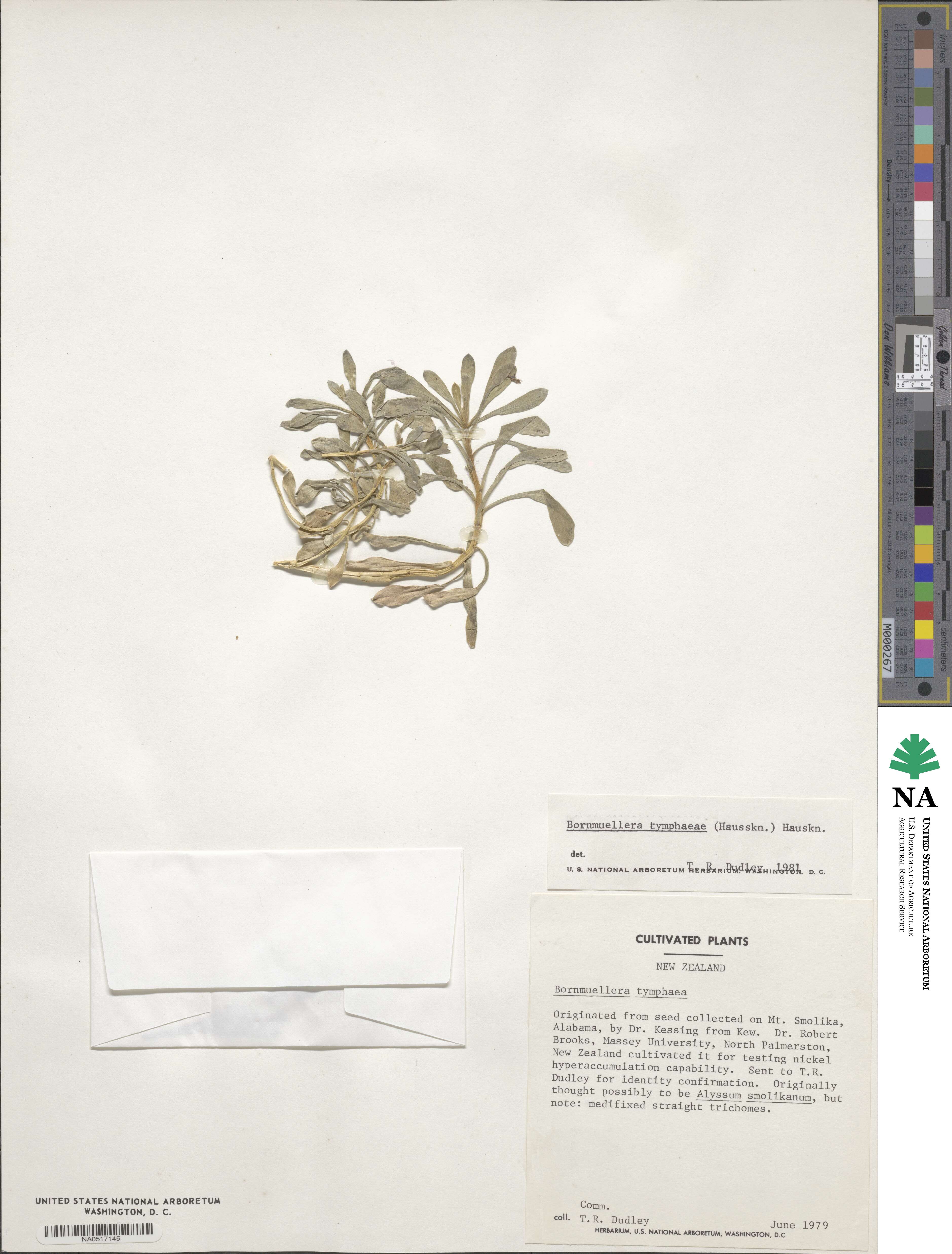 Bornmuellera tymphaea image