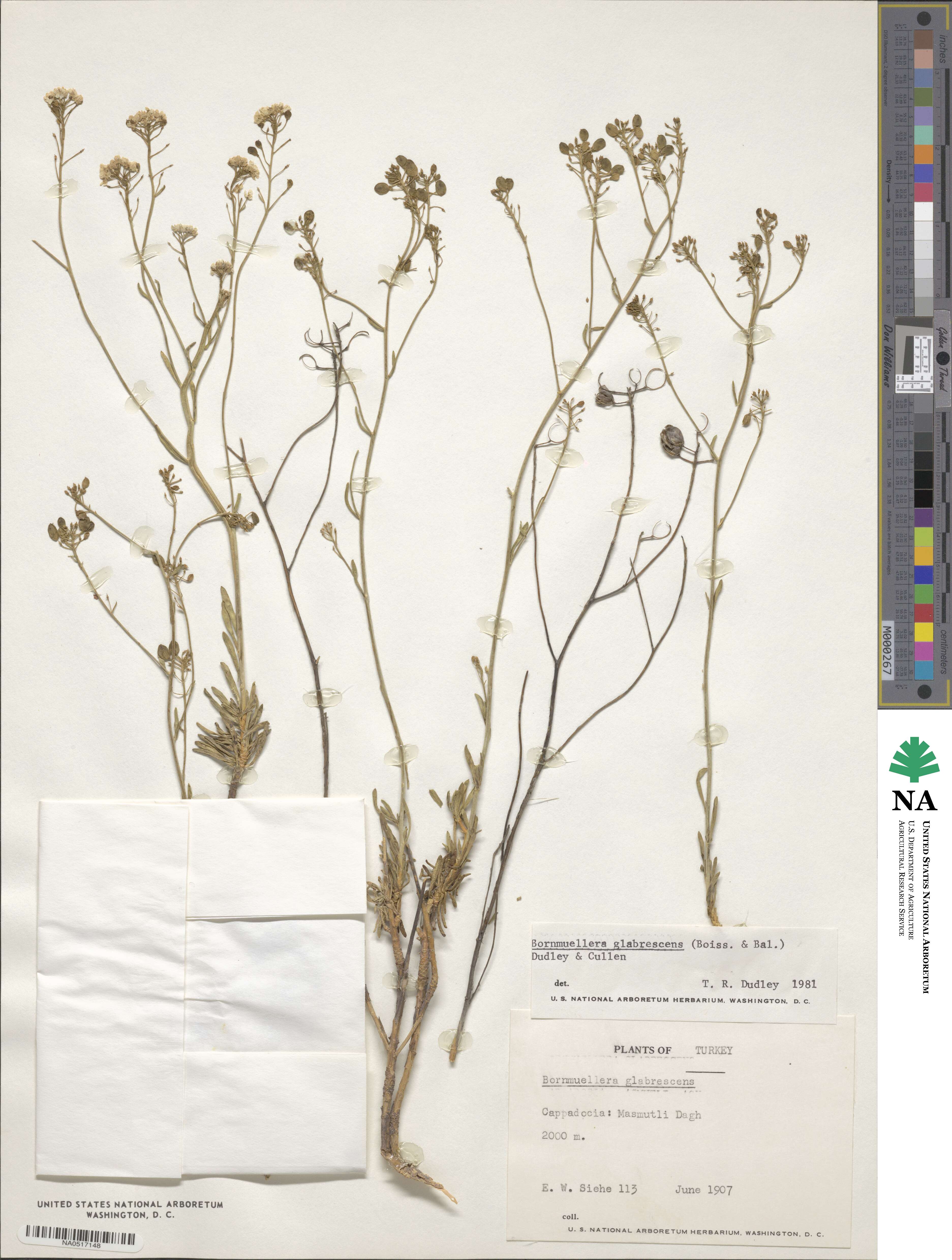 Bornmuellera glabrescens image