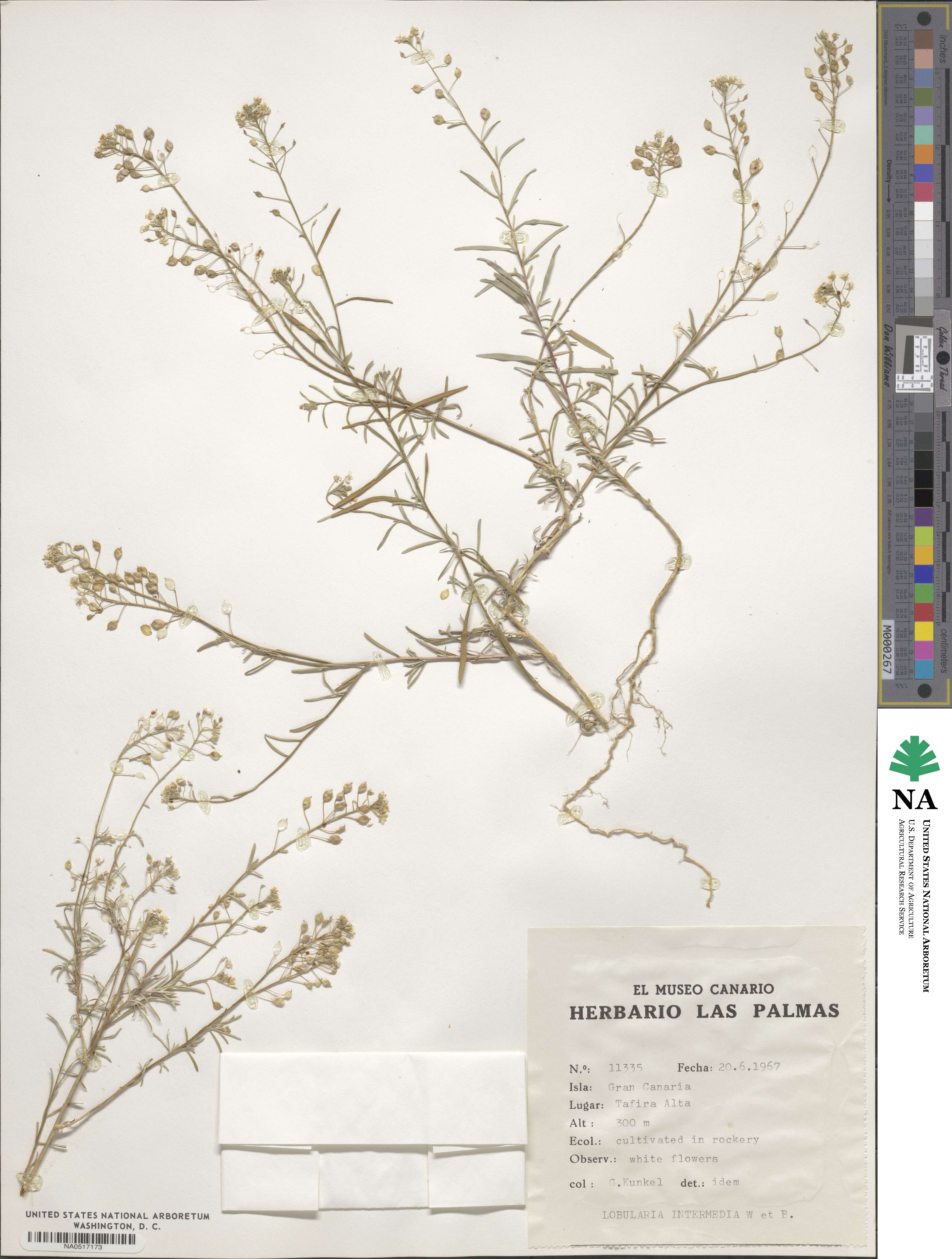 Lobularia intermedia image
