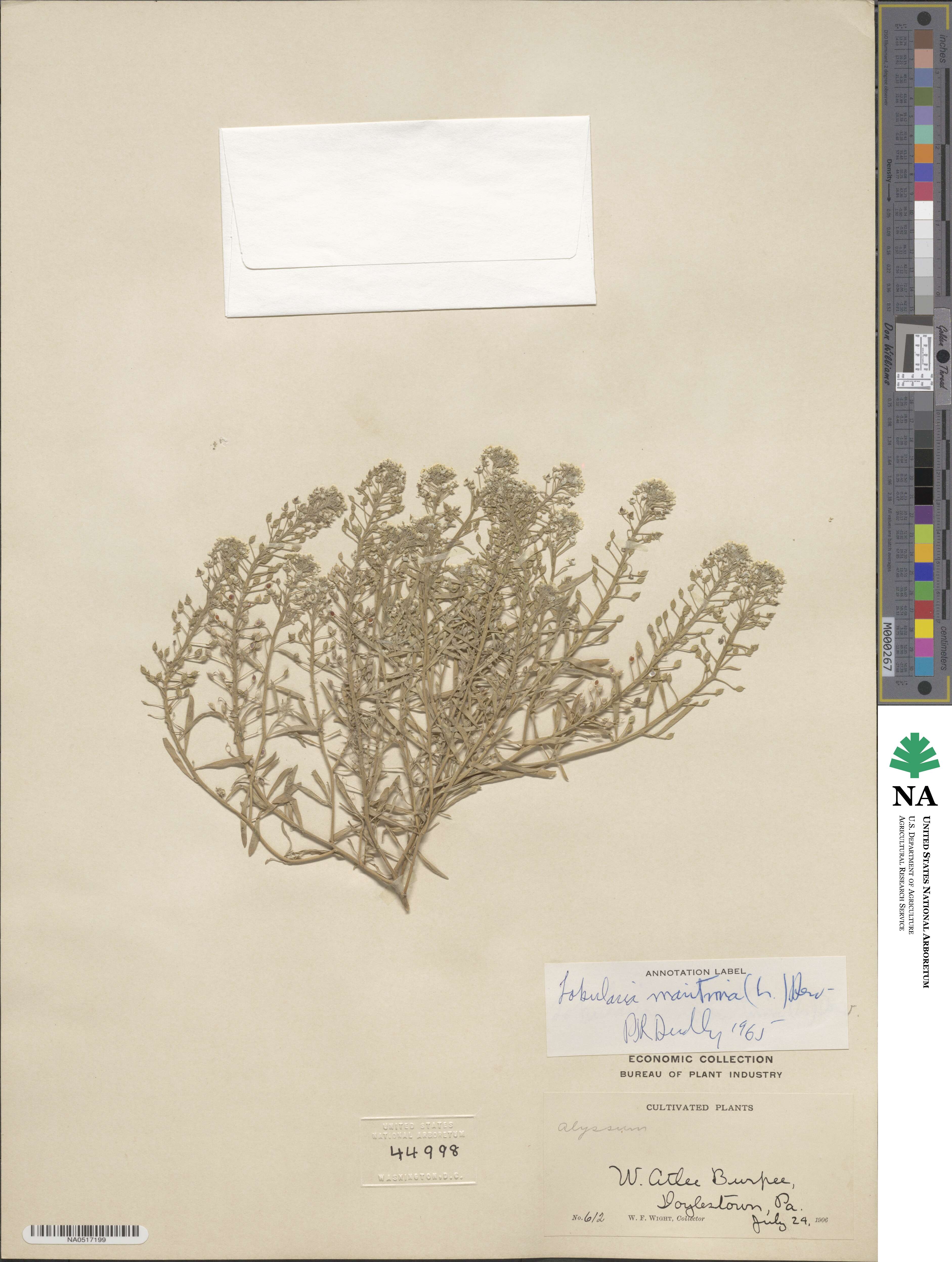 Lobularia maritima image