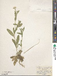 Berteroa incana image