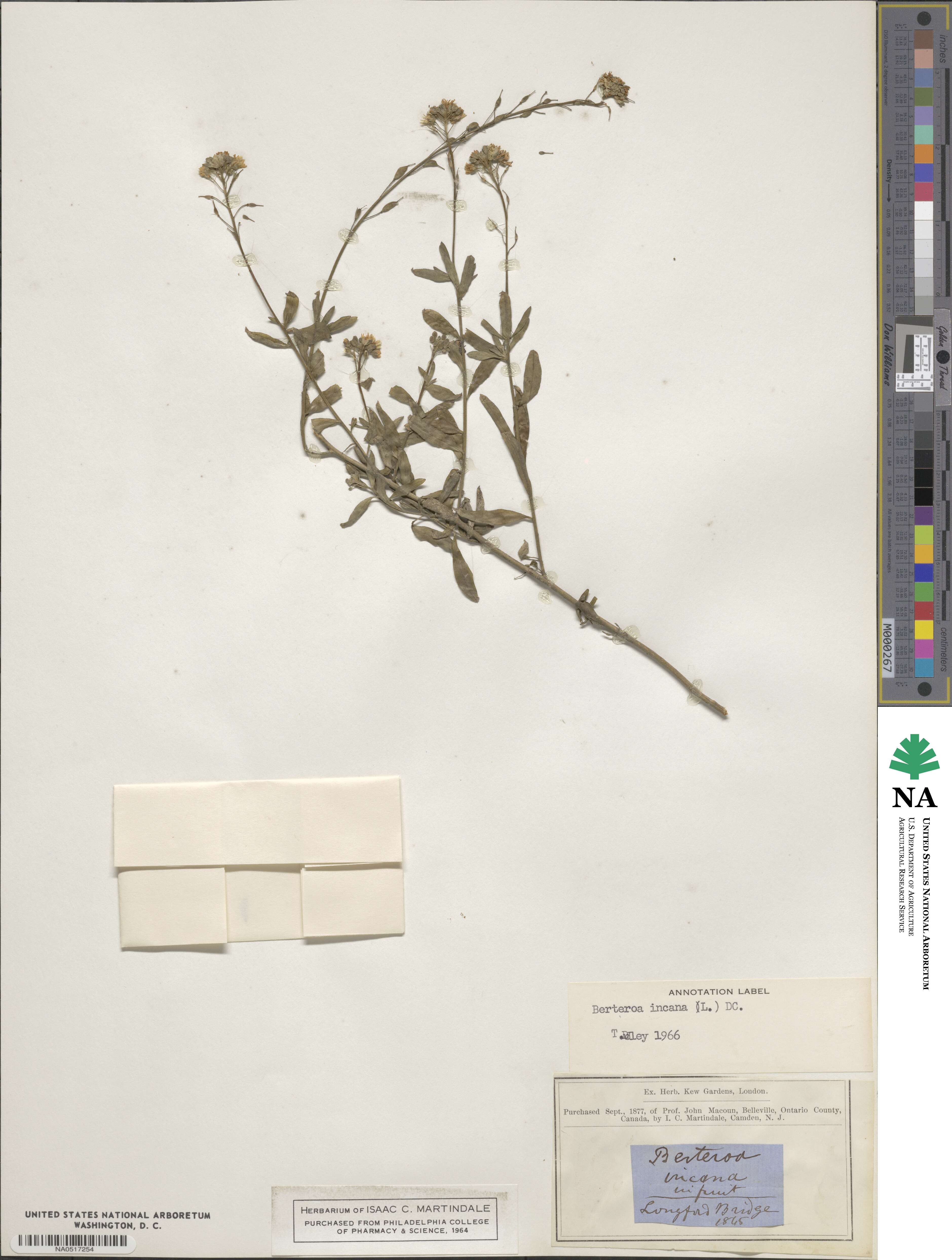 Berteroa incana image