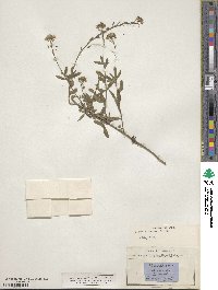 Berteroa incana image