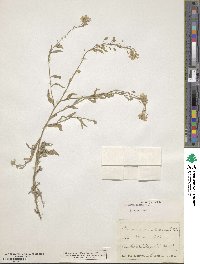 Berteroa incana image