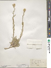 Fibigia clypeata image