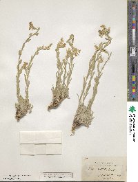 Fibigia clypeata image
