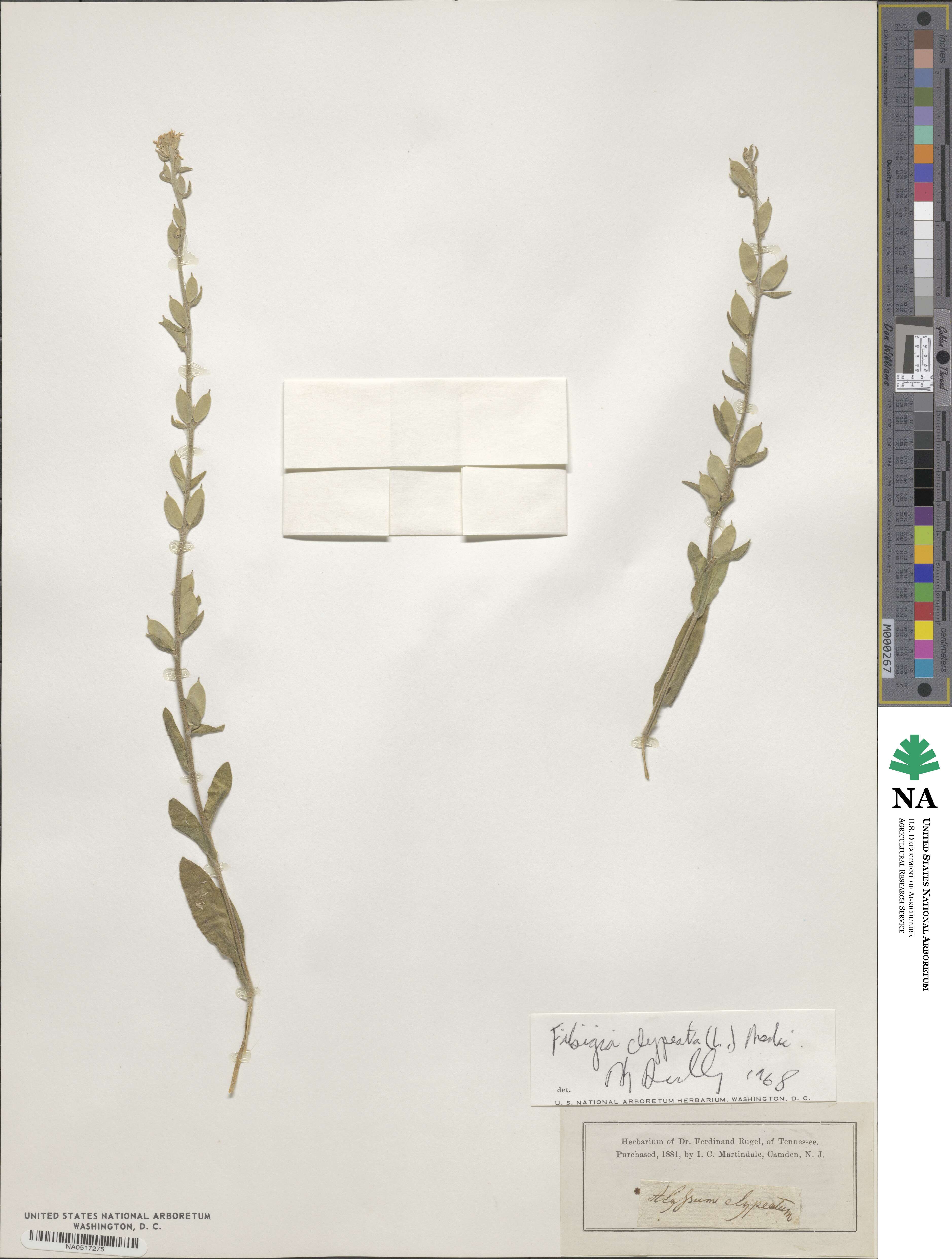 Fibigia clypeata image