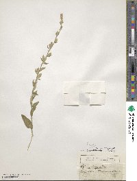 Fibigia clypeata image