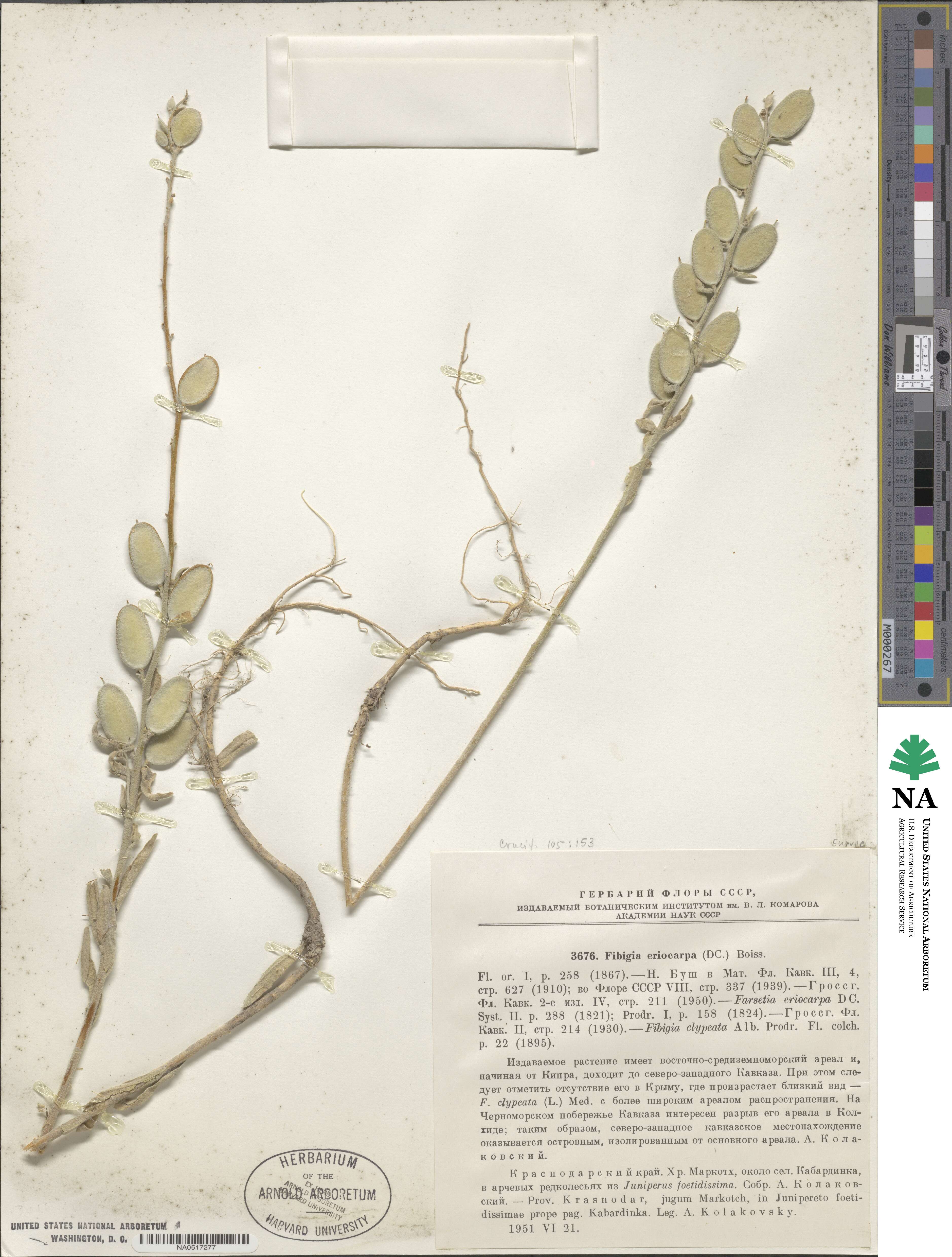 Fibigia image