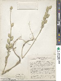 Fibigia clypeata image