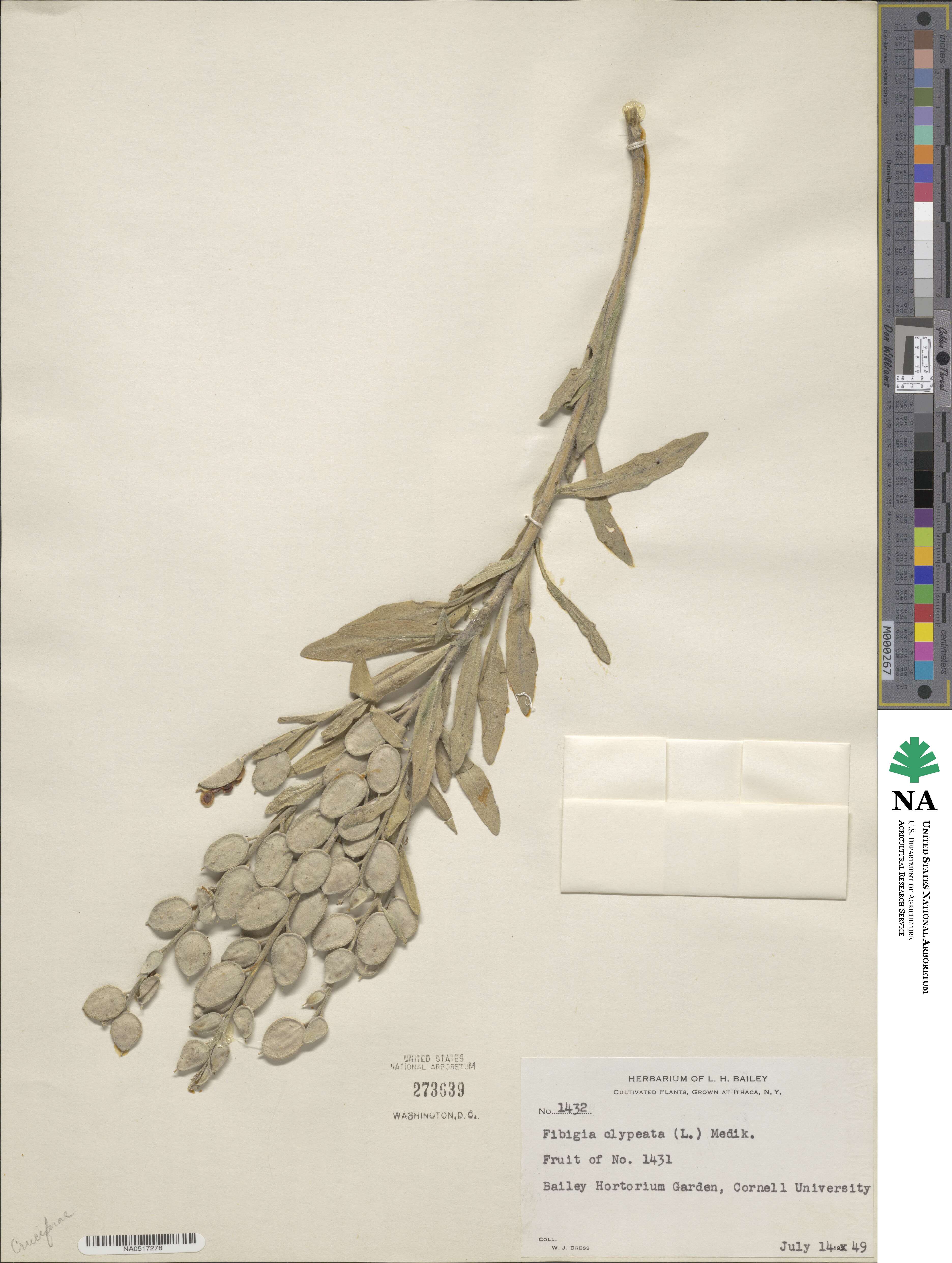 Fibigia clypeata image
