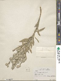 Fibigia clypeata image