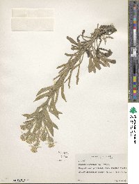 Fibigia clypeata image