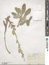 Fibigia clypeata image