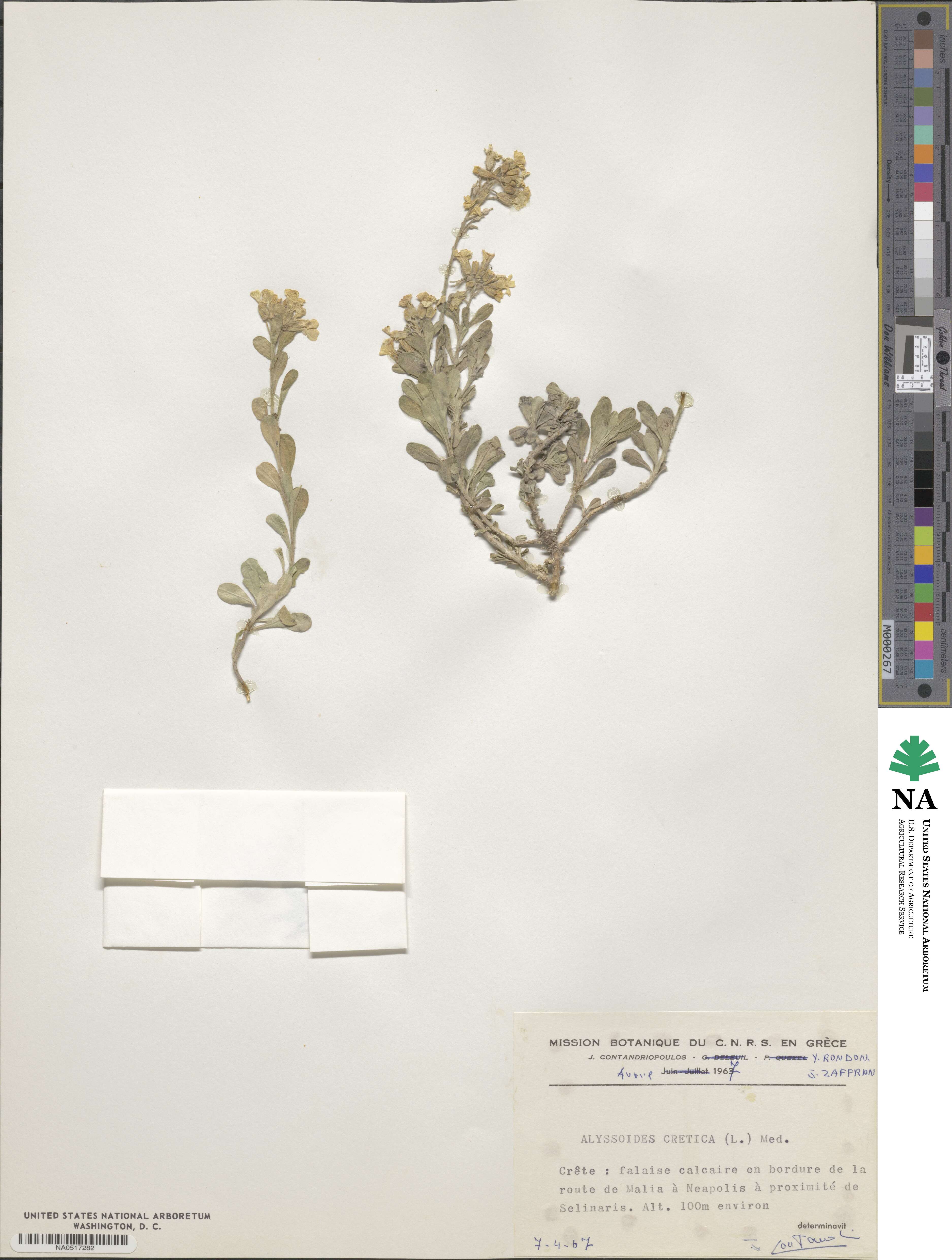 Alyssoides image